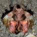 shrimp_mantis_bhr_tam_h_0109_bal5852.jpg